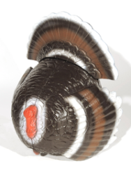 Franzbogen balzender Truthahn IFAA 2