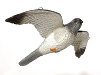 Franzbogen Wanderfalke fliegend IFFA 4