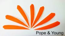 Feder gestanzt alle Farben POPE and YOUNG 4" Naturfeder rw