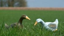 Longlife Gänse Schneegans Wildgans Graugans 3D Target