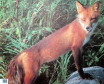 Tierbild Fuchs