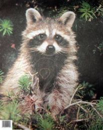 Tierbild Waschbär